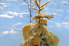 Foto av objekt, snö målat med vattenburet pigment